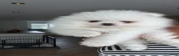 Pomeranian dogs for sale: !! LAST !! High quality KC reg girl - Advert 4