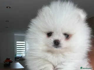 Pomeranian dogs !! LAST !! High quality KC reg girl - Advert 6