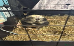 Guinea Pig rodents for sale: Two Male Guinea Pigs Looking for Loving Adult Home - Image 4