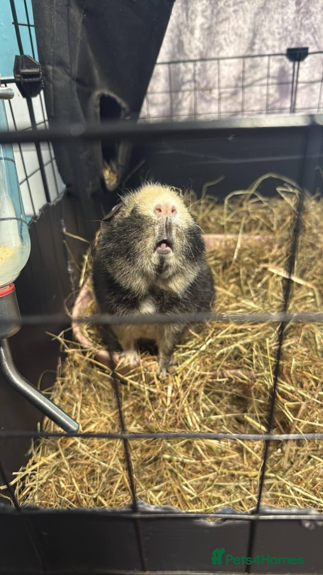 Guinea Pig rodents for sale: Two Male Guinea Pigs Looking for Loving Adult Home - Image 4