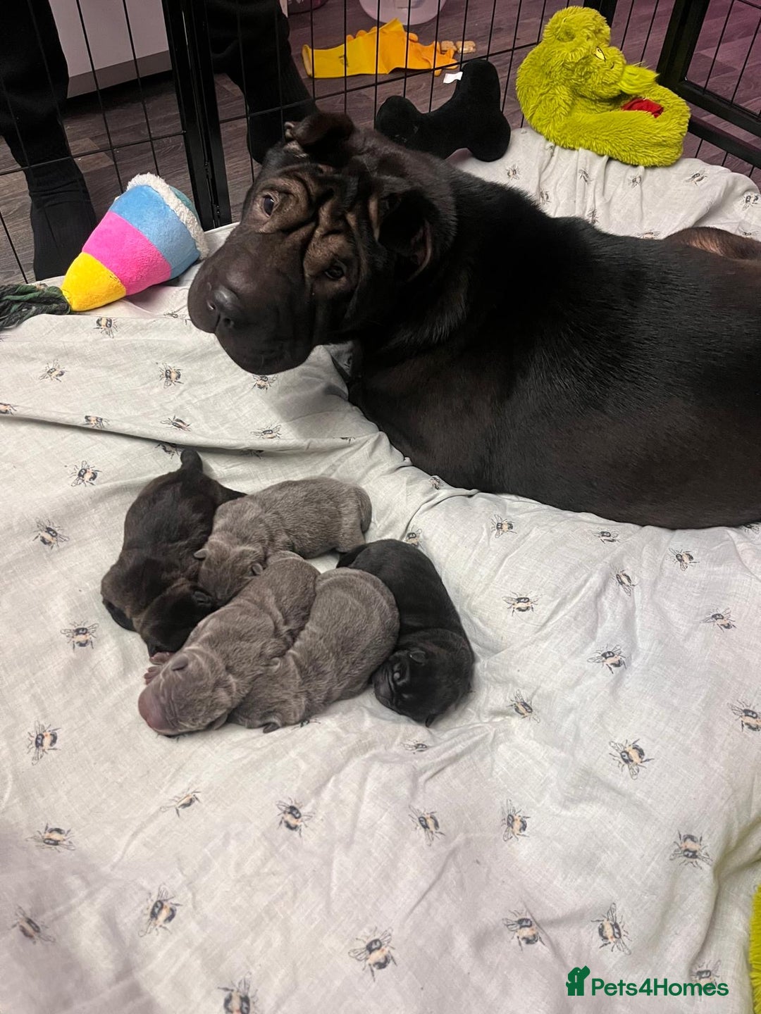 Shar Pei dogs for sale: Shar pei puppies - Advert 1