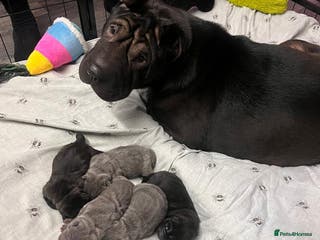 Shar Pei dogs Shar pei puppies - Advert 4