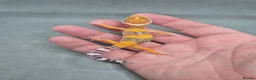Leopard Gecko reptiles for sale: 2026 leopard gecko hatchlings  - Advert 5