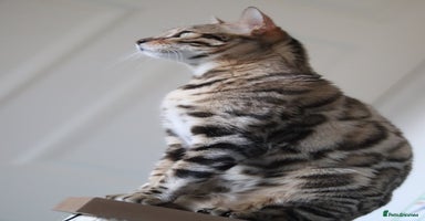 Bengal cats 🔥TICA Active IMPORTED ELITE BREEDING QUEEN🔥 - Advert 6