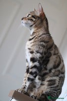 Bengal cats 🔥TICA Active IMPORTED ELITE BREEDING QUEEN🔥 - Advert 6