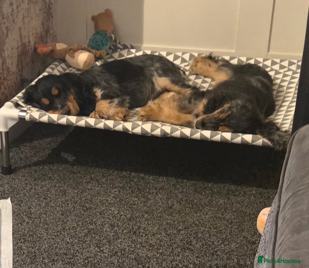 Cocker Spaniel dogs for sale: Brother and sister  in Rotherham - Advert 6