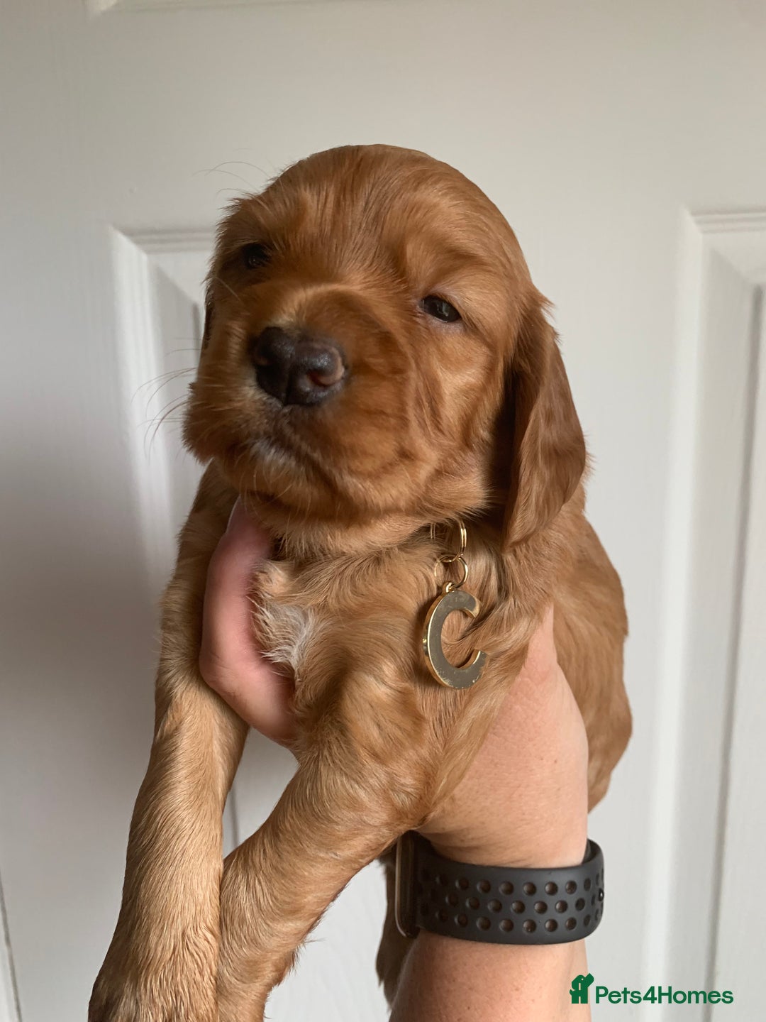 Cocker Spaniel dogs for sale: Gorgeous WCS pups - Image 11