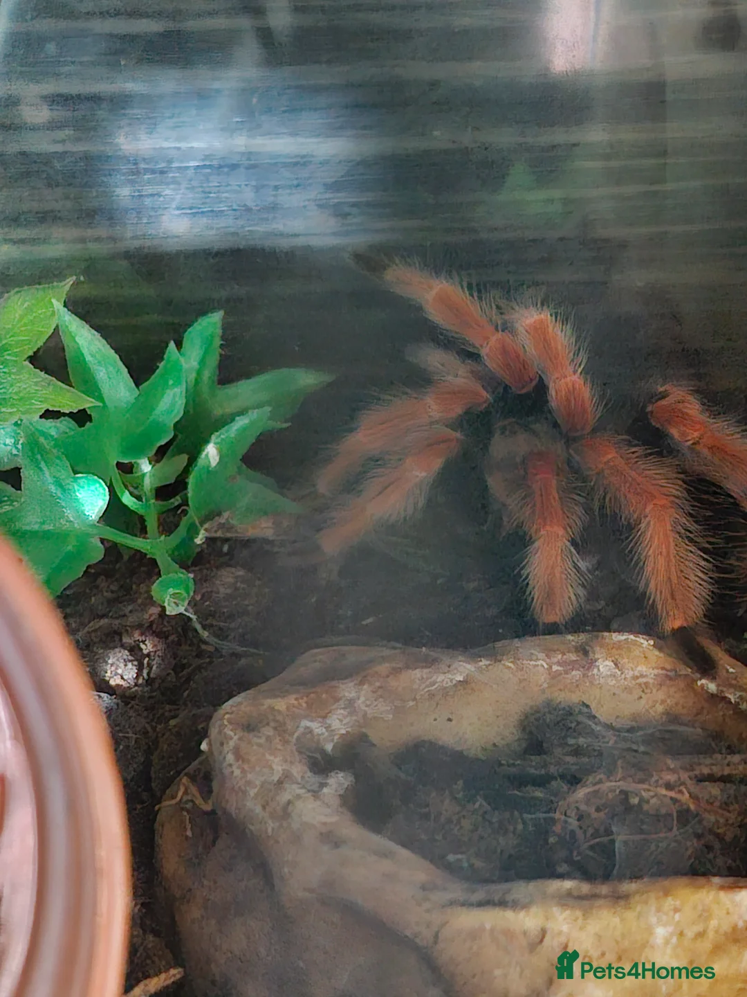 Tarantulas invertebrates for sale: 3 tarantulas with enclosures  - Advert 2