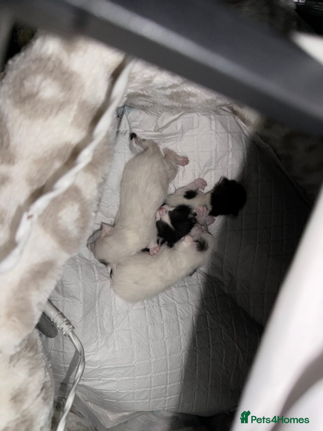 Domestic Shorthair cats for sale: Kittens for sale - Advert 2