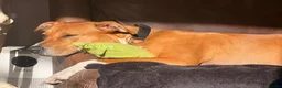 Mixed Breed dogs for sale: Nala - beautiful family dog  - Advert 2