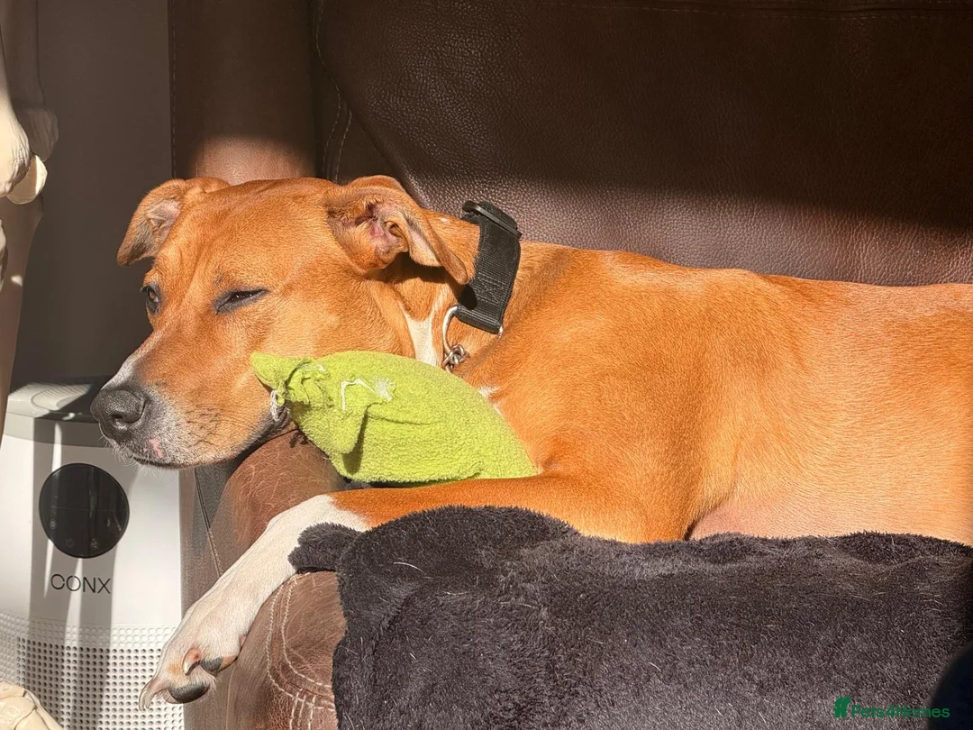 Mixed Breed dogs for sale: Nala - beautiful family dog  - Advert 2