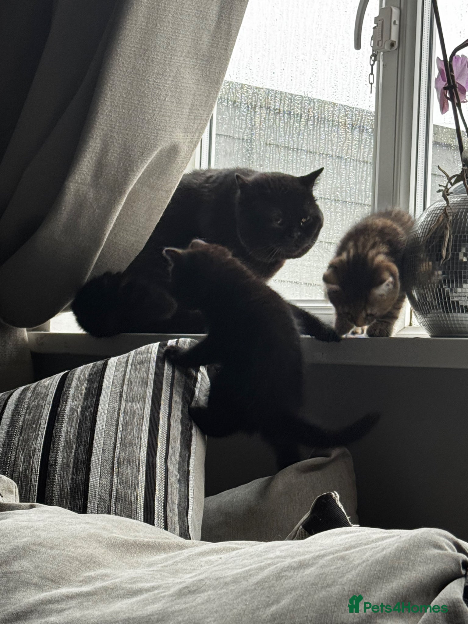 Mixed Breed cats for sale: 2 beautiful female kittens available  - Advert 2