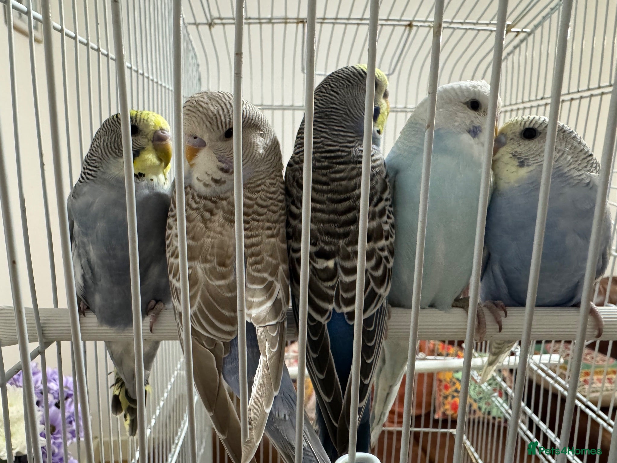Budgerigars birds Baby Budgies for sale - Advert 2