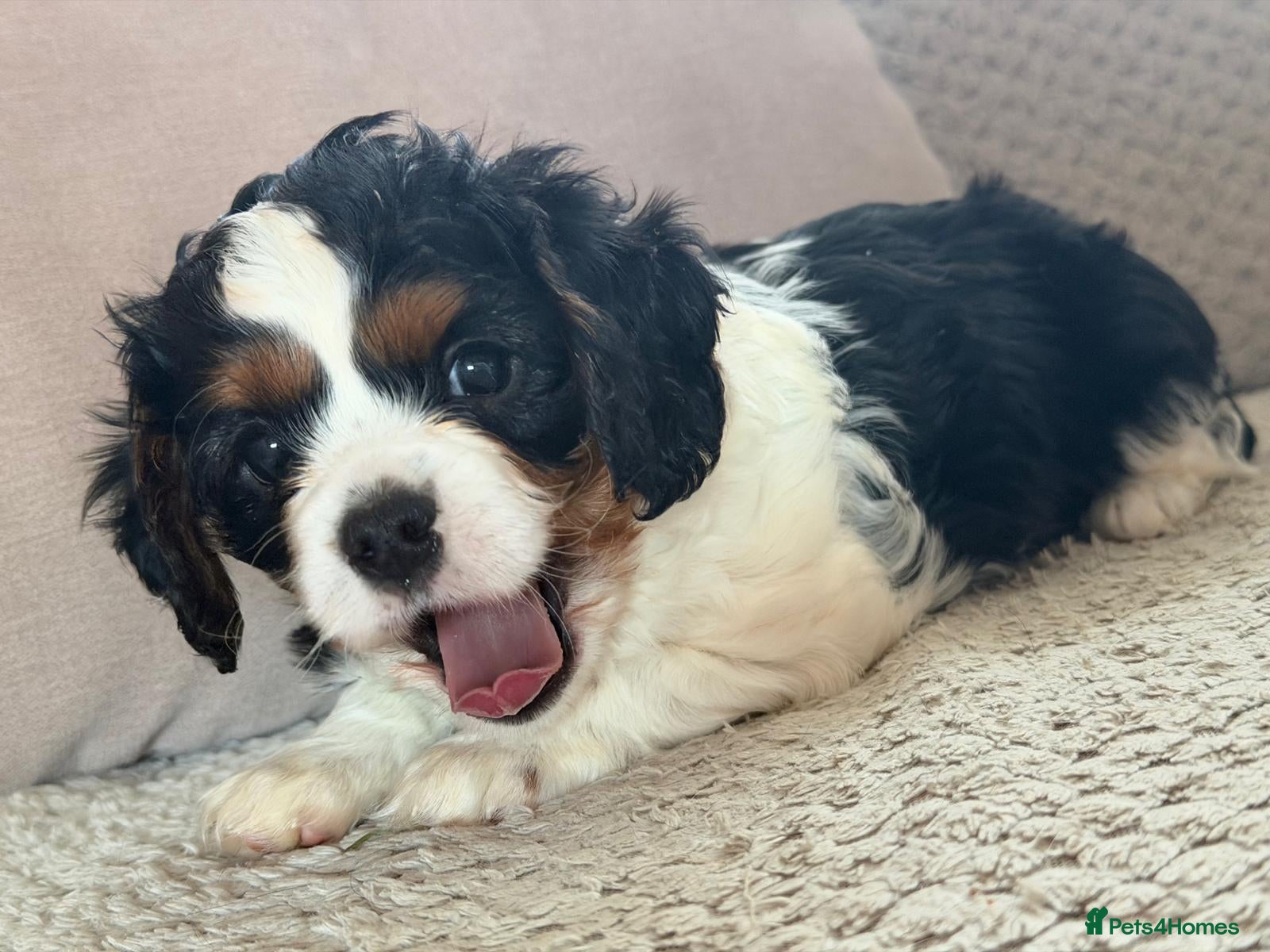 Cavapoo dogs Cavapoo boys from health tested parents  - Advert 3