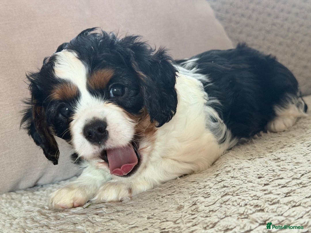 Cavapoo dogs for sale: Cavapoo boys from health tested parents  - Advert 8