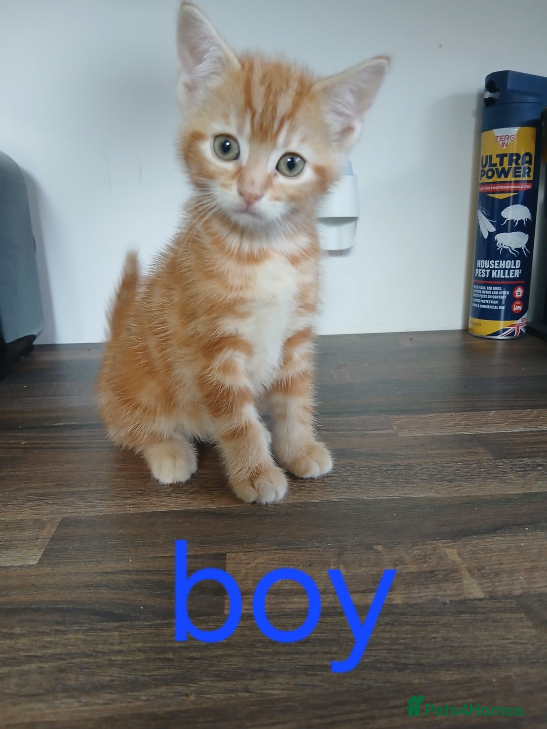 Mixed Breed cats for sale: Beautiful kittens ready for new address  - Image 2