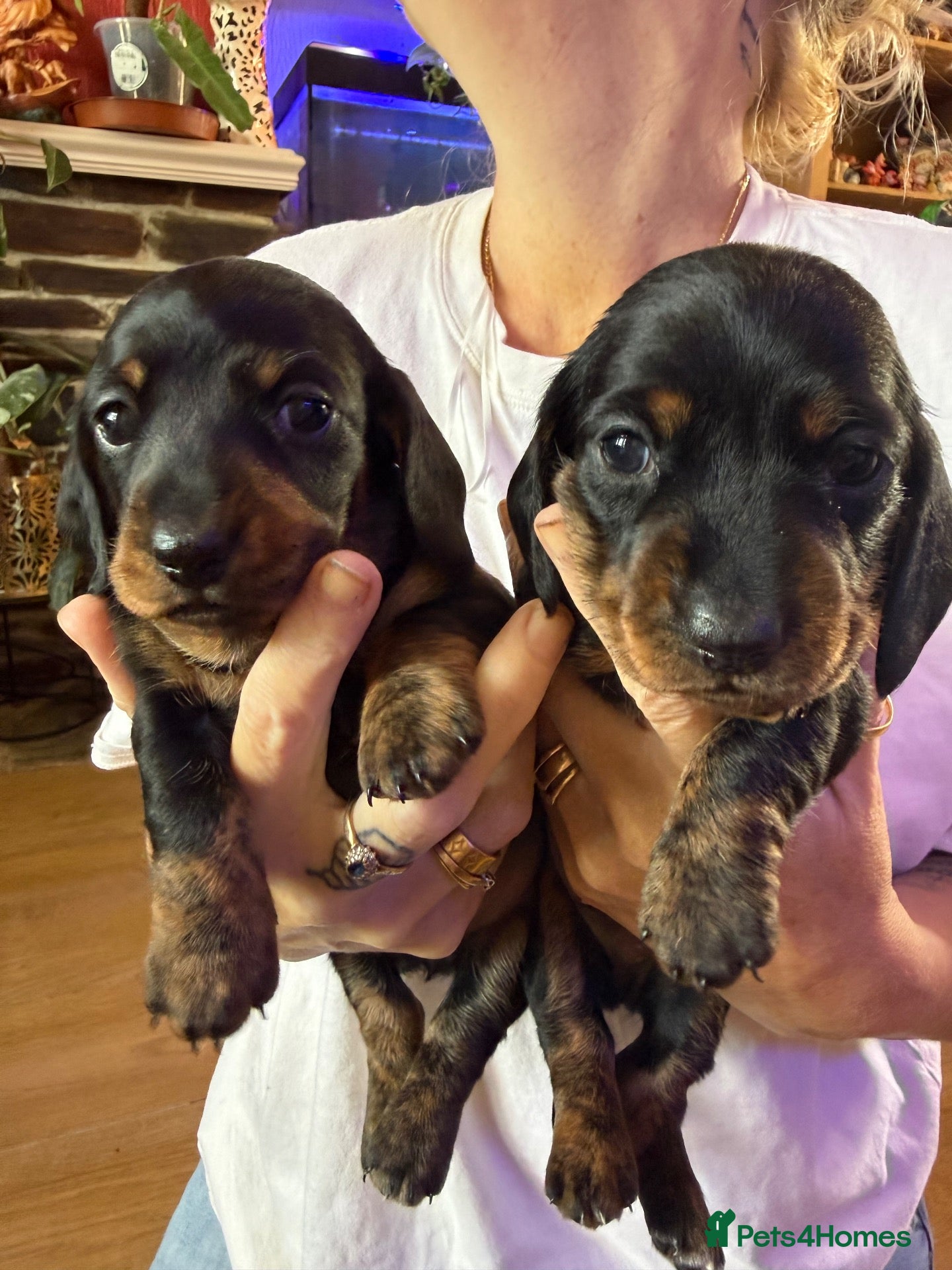 Miniature Dachshund dogs Miniature smooth haired dachshund  - Advert 2