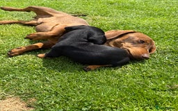 Miniature Dachshund dogs for sale: Miniature dachshund puppies  - Image 9