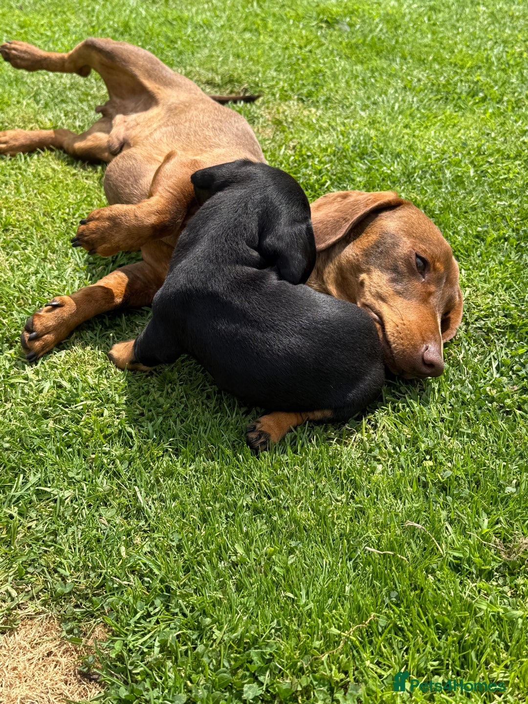 Miniature Dachshund dogs for sale: Miniature dachshund puppies  - Image 9