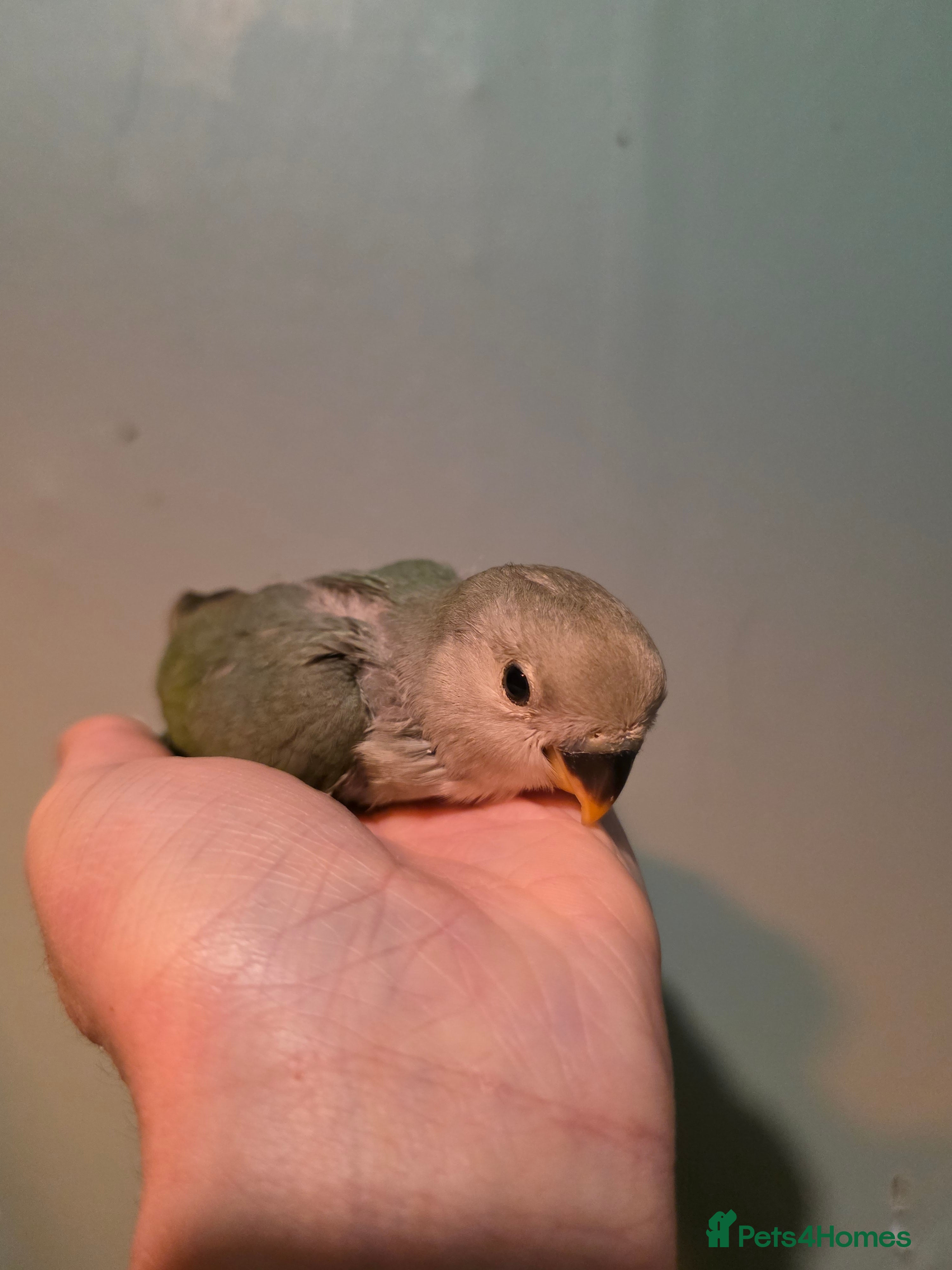 Lovebirds birds Baby love bird - Advert 1