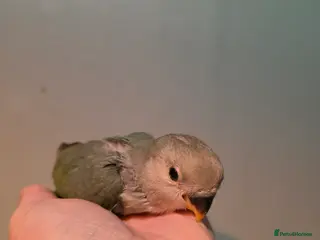 Lovebirds birds Baby love bird - Advert 2