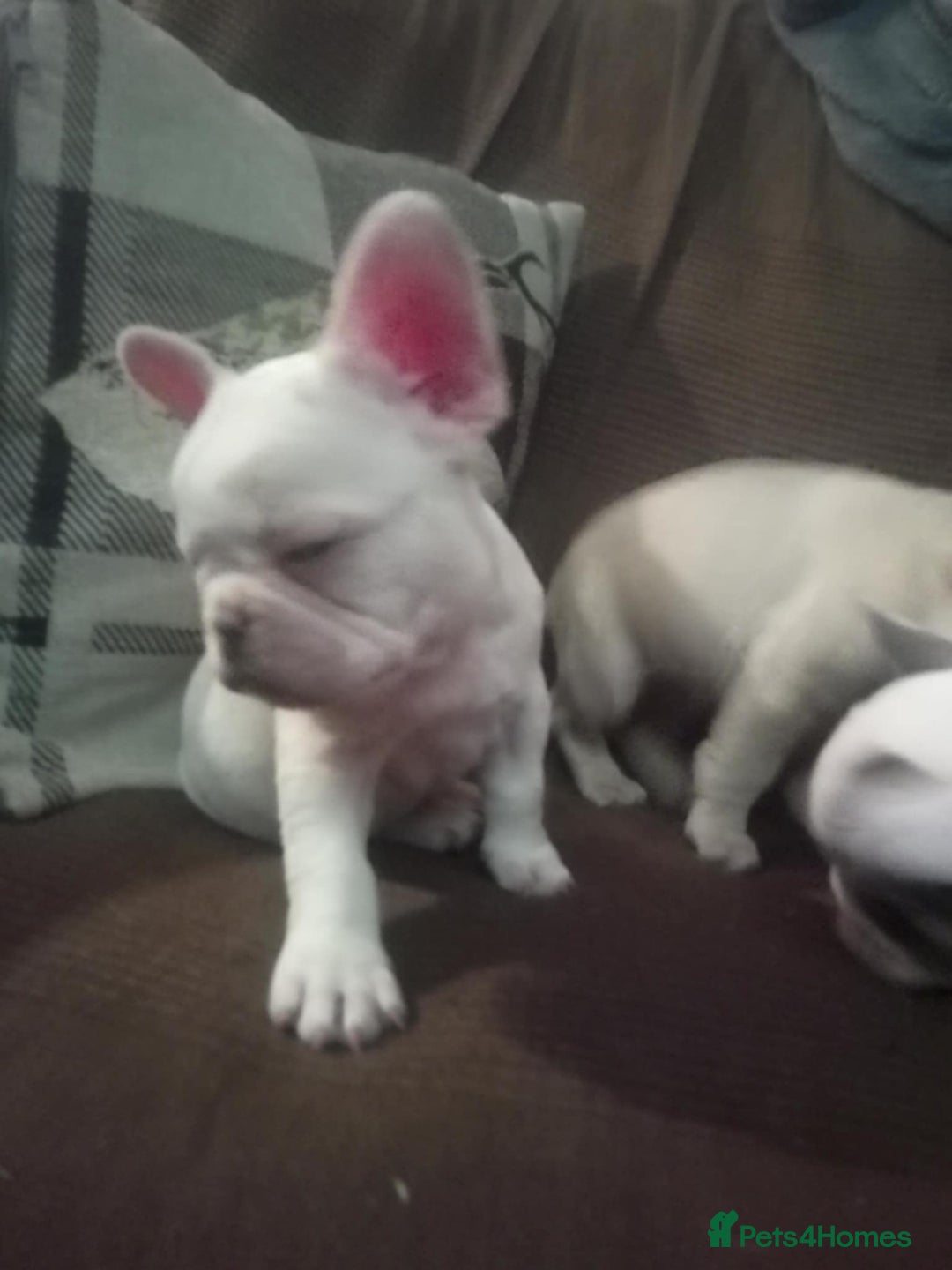 French Bulldog dogs for sale: French Bulldog Puppies For Sale  - Advert 16