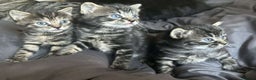 Bengal cats for sale: bengal x ragdoll kittens  - Advert 6