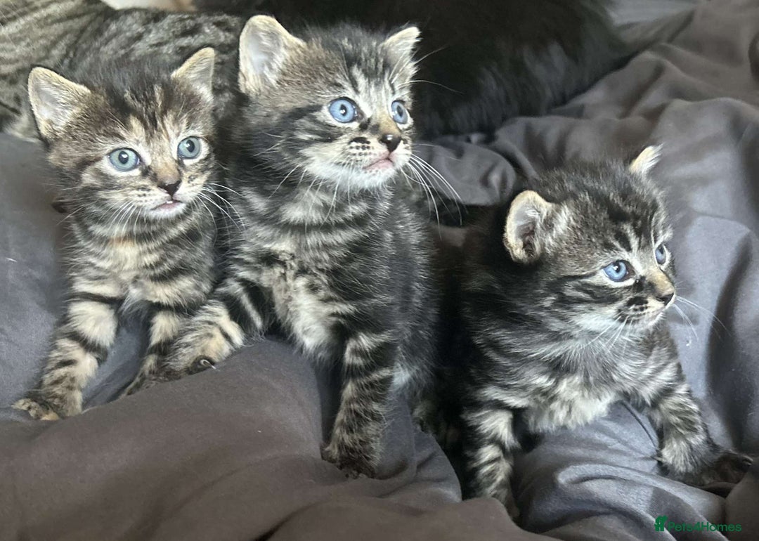 Bengal cats for sale: bengal x ragdoll kittens  - Image 7