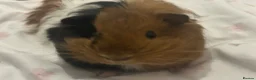 Guinea Pig rodents for sale: two boar guinea pigs: gizmo & sheldon  - Advert 2