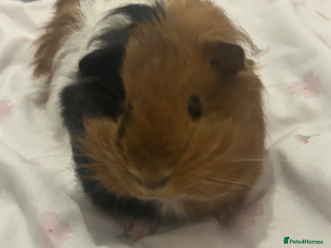 Guinea Pig rodents for sale: two boar guinea pigs: gizmo & sheldon  - Advert 2