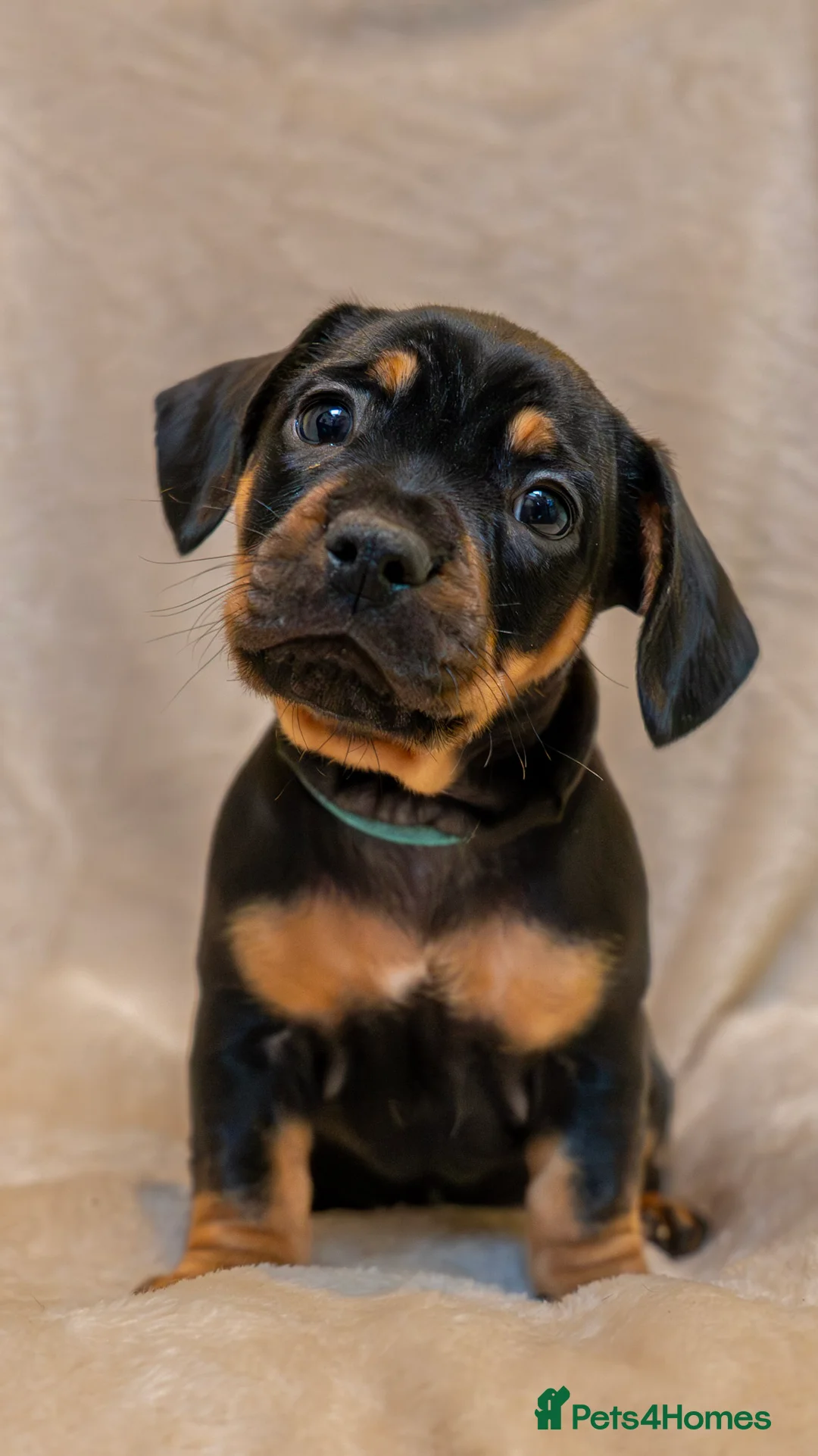 Mixed Breed dogs for sale: French Bull Wieners  - Advert 5