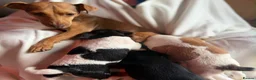 Jack Russell dogs for sale: Jack Russell 5 boys  - Advert 9