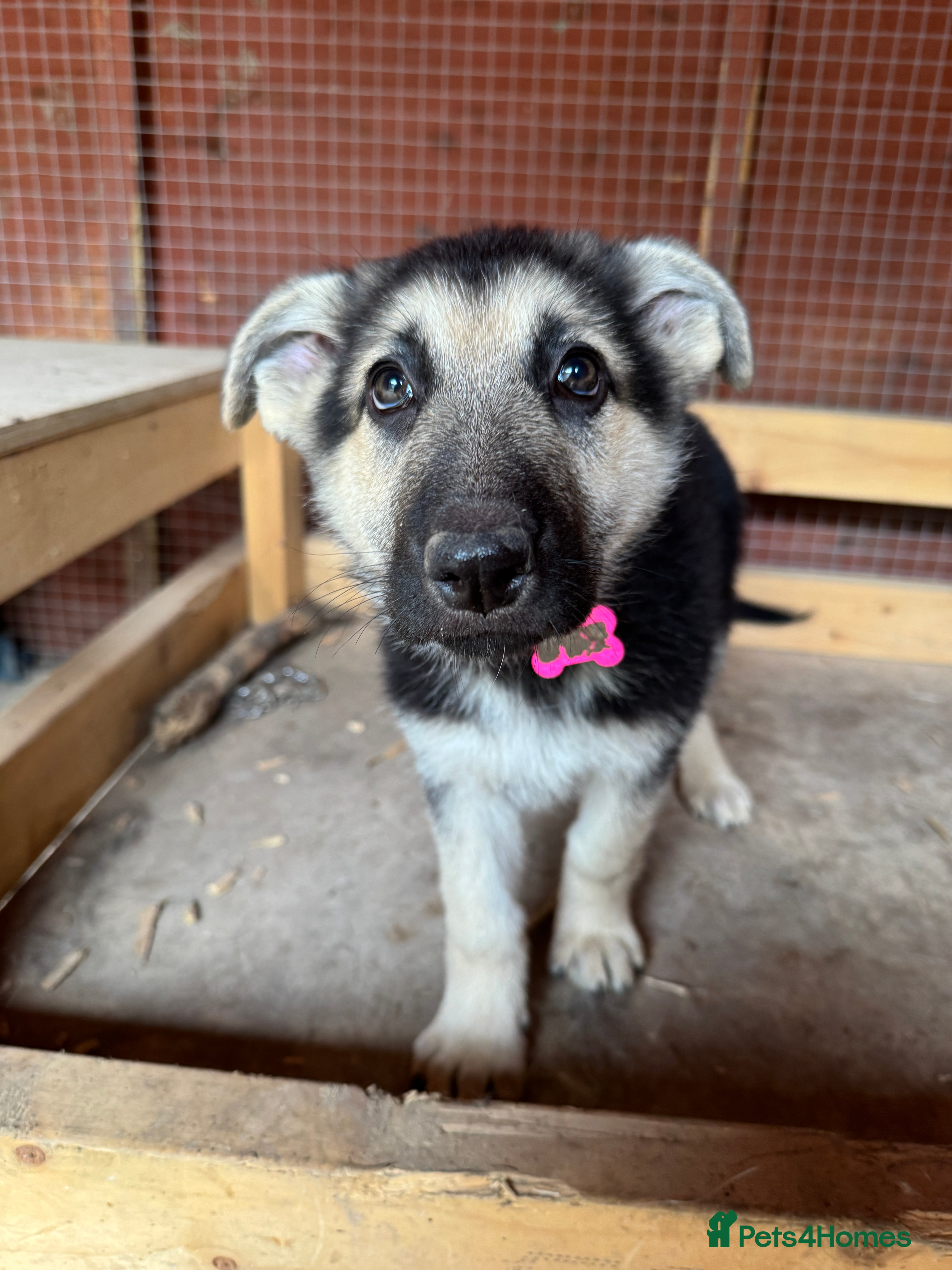German Shepherd dogs Top blood line German Shpherd Puppies GSD KC REG - Advert 2