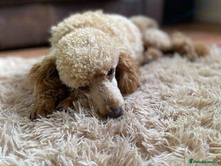 Miniature Poodle dogs BVA ✅ KC ✅Red ✅Poodle 13” in Pickering - Advert 7