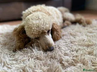 Miniature Poodle dogs BVA ✅ KC ✅Red ✅Poodle 13” in Pickering - Advert 10