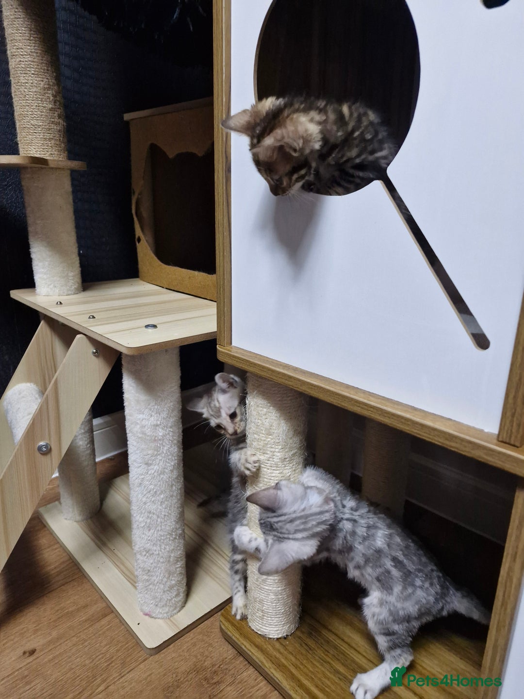 Bengal cats for sale: TICA Genetic & Health Tested Bengal Kittens  - Image 20