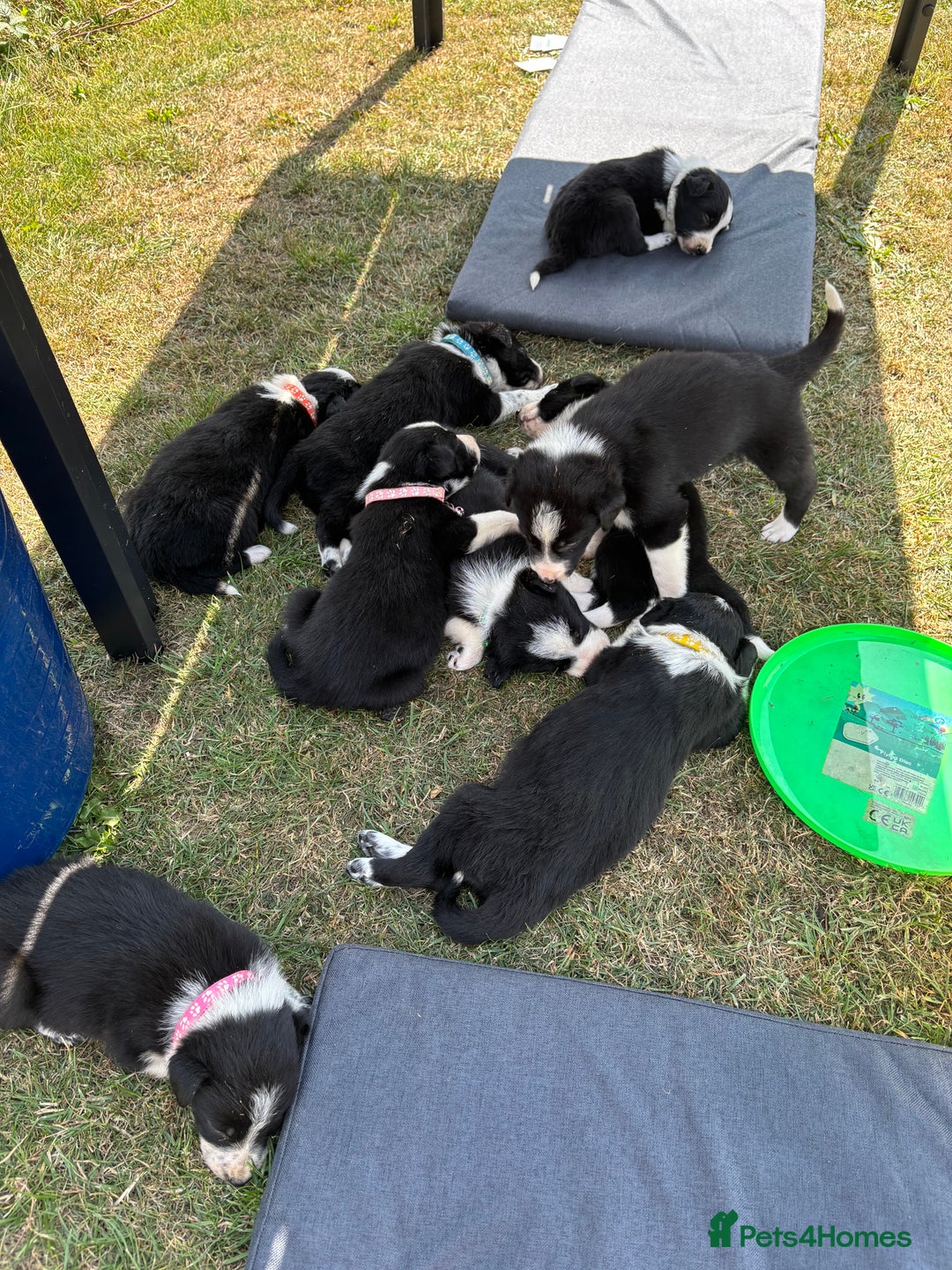 Border Collie dogs for sale: Border collie pups - Image 12