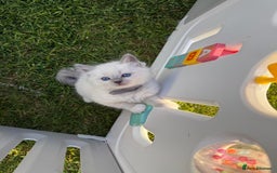 Ragdoll cats for sale: Female kitten become available! Pure Ragdoll in Derby - Image 26