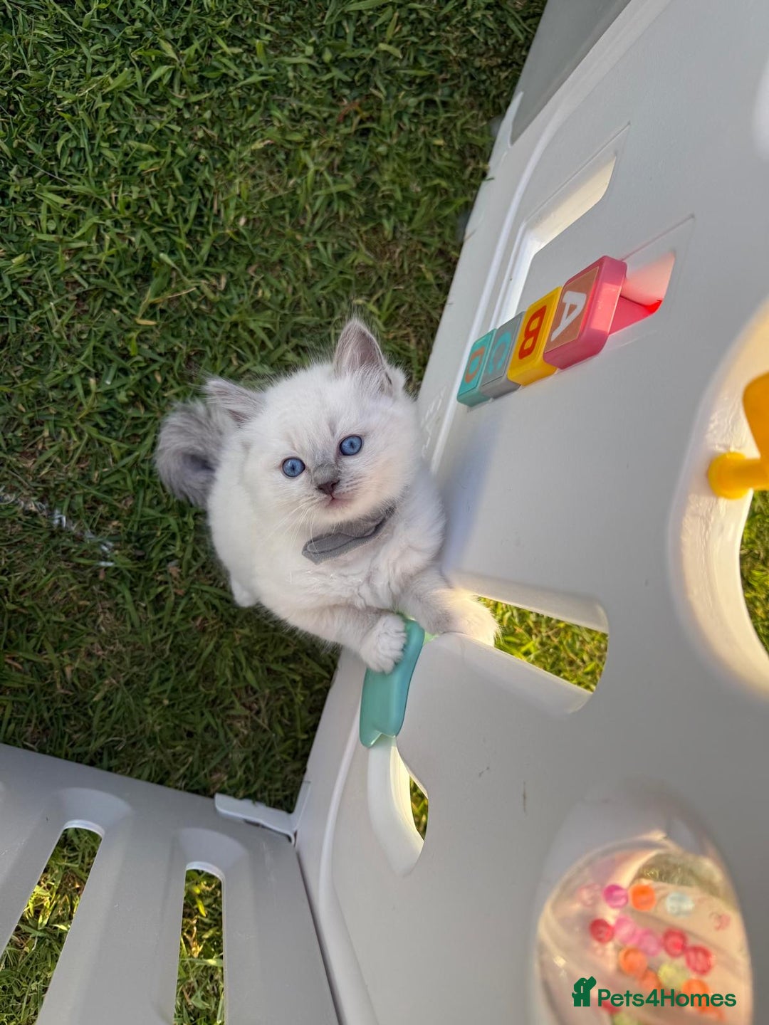 Ragdoll cats for sale: Female kitten become available! Pure Ragdoll in Derby - Image 26