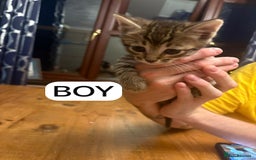 Mixed Breed cats for sale: Kittens - Image 5