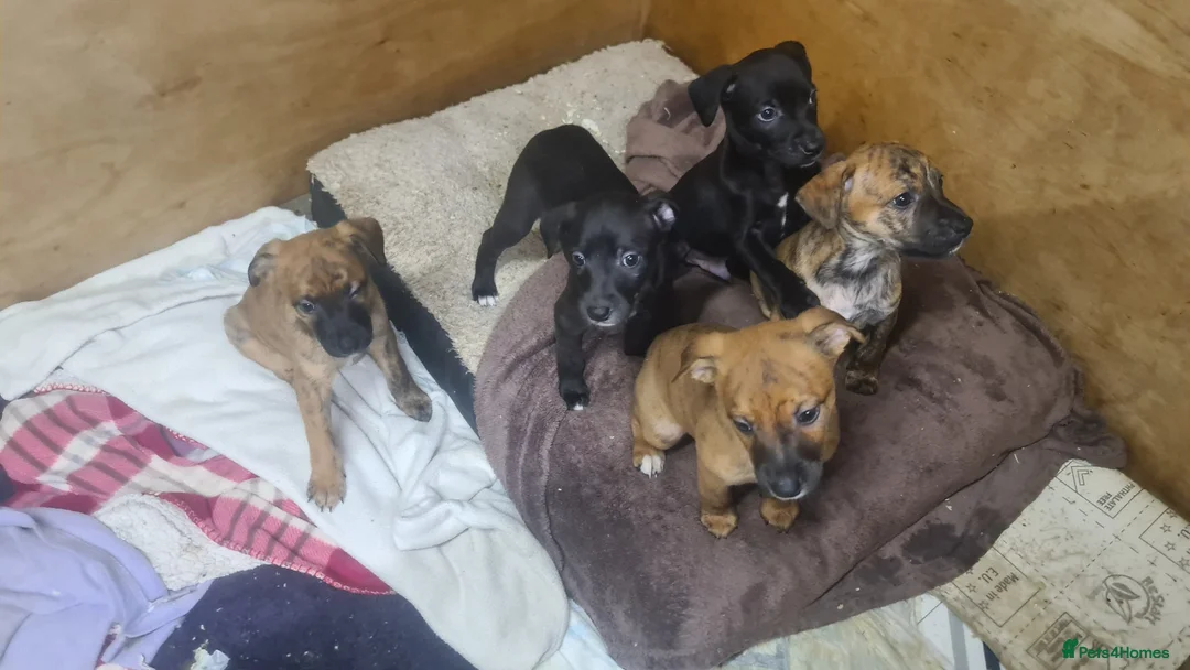 Mixed Breed dogs for sale: Staffy X cain corso  - Advert 2