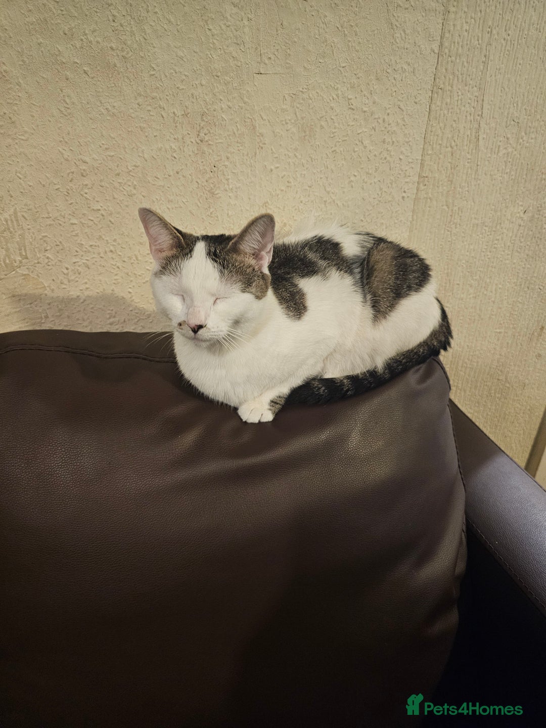Mixed Breed cats for sale: 3 kittens for sale 2 male 1 female - Image 3