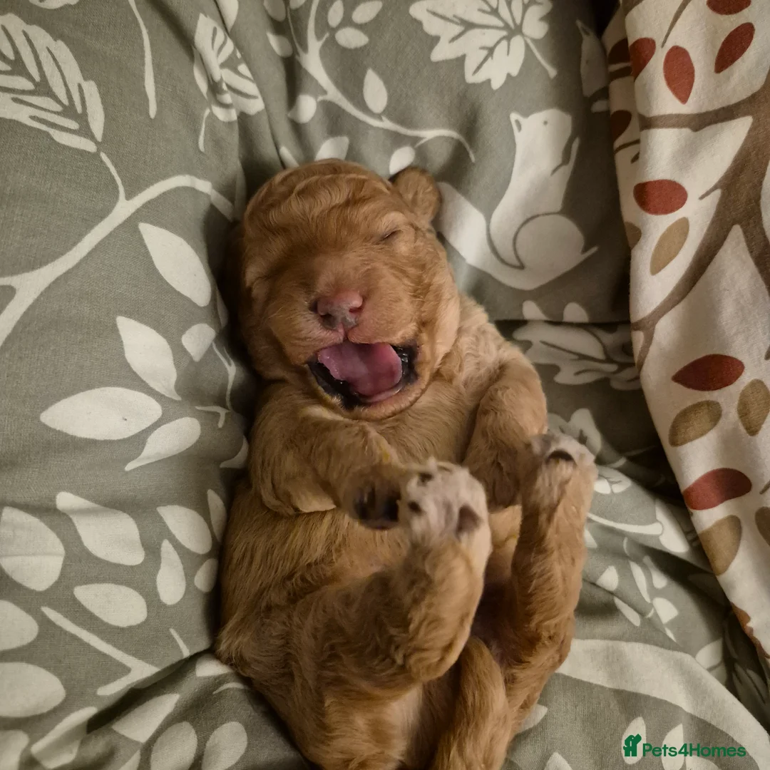 Cockapoo dogs for sale: Cockerpoo  - Advert 6