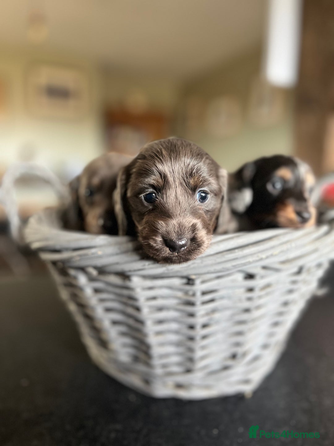 Miniature Dachshund dogs for sale: Beautiful miniature dachshund puppies for sale.  - Image 2