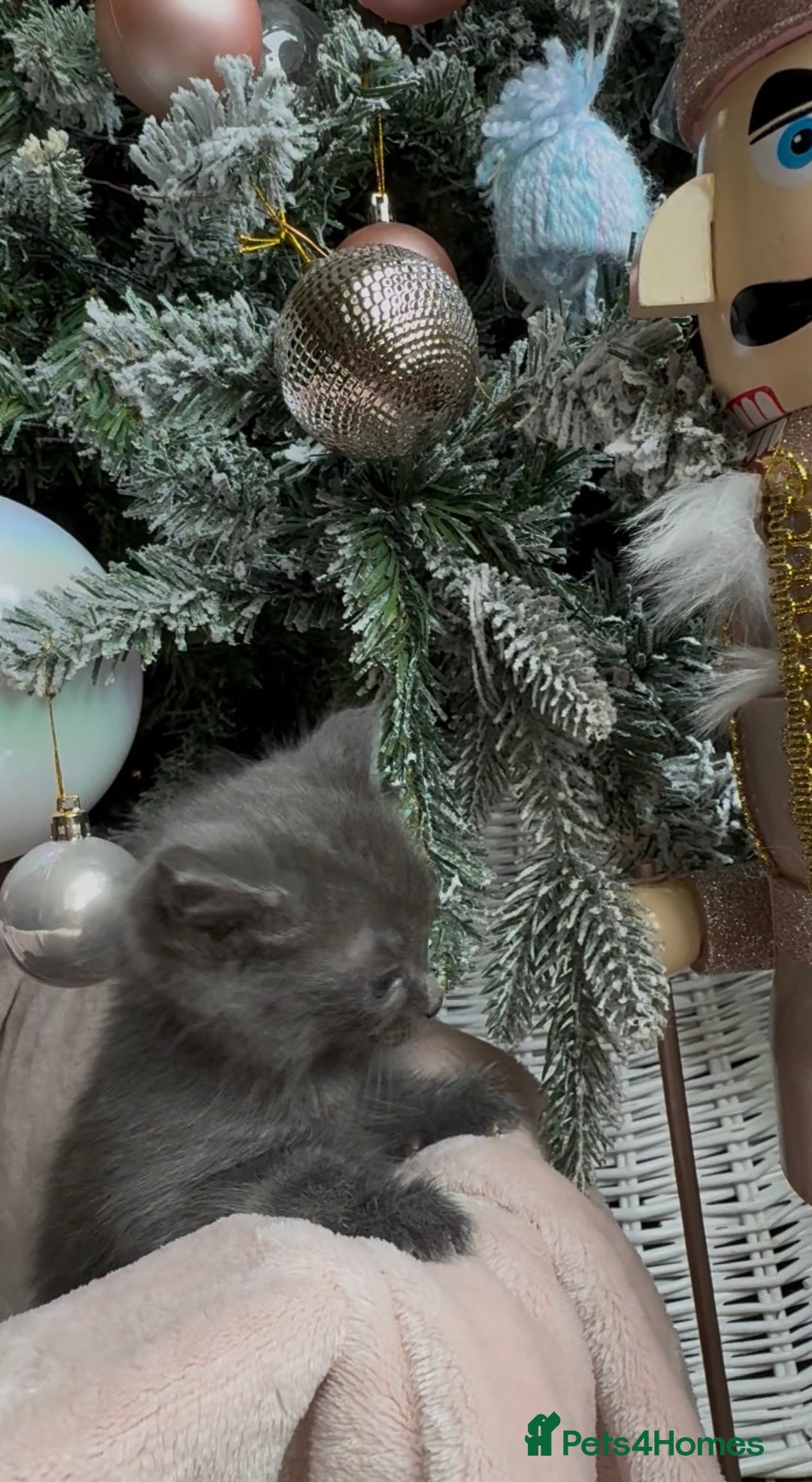 British Shorthair cats for sale: British shorthair kittens - Advert 11