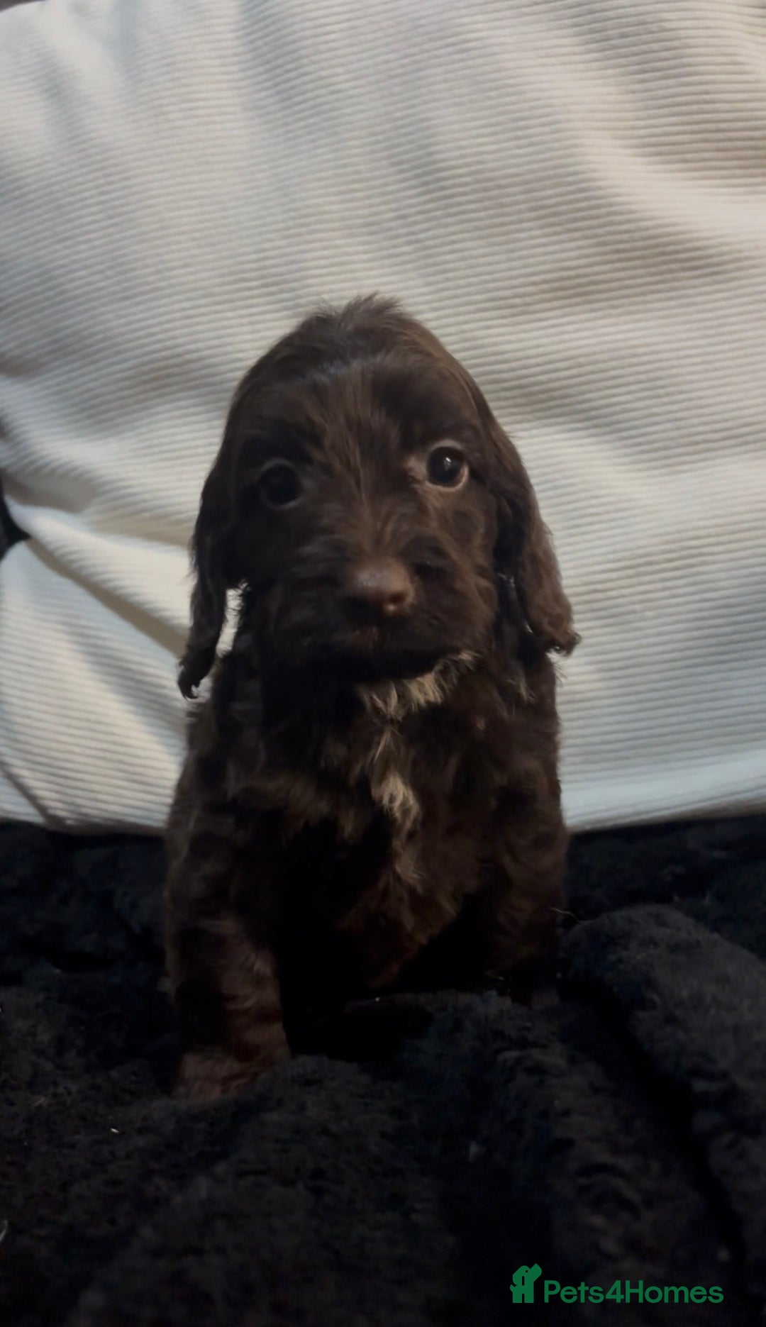 Cockapoo dogs for sale: Adorable F1B Cockapoos❤️💙 🐾 - Advert 5