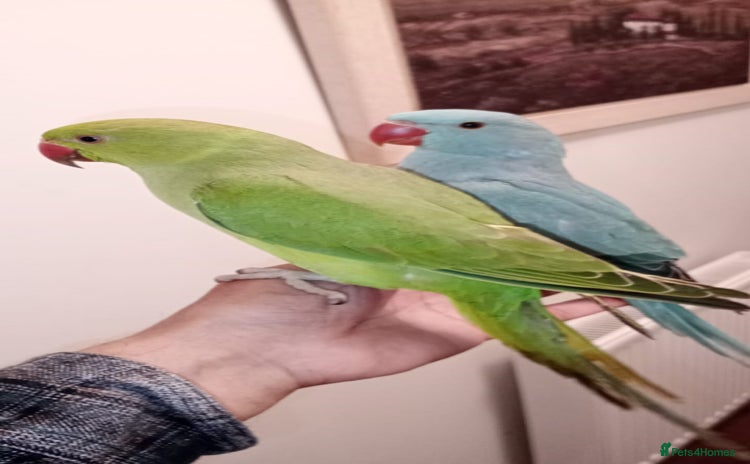 Parrots birds - Advert 17