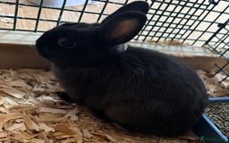 Netherland Dwarf rabbits for sale: Pure Bred Netherlands Dwarf Bunnies  - Image 6