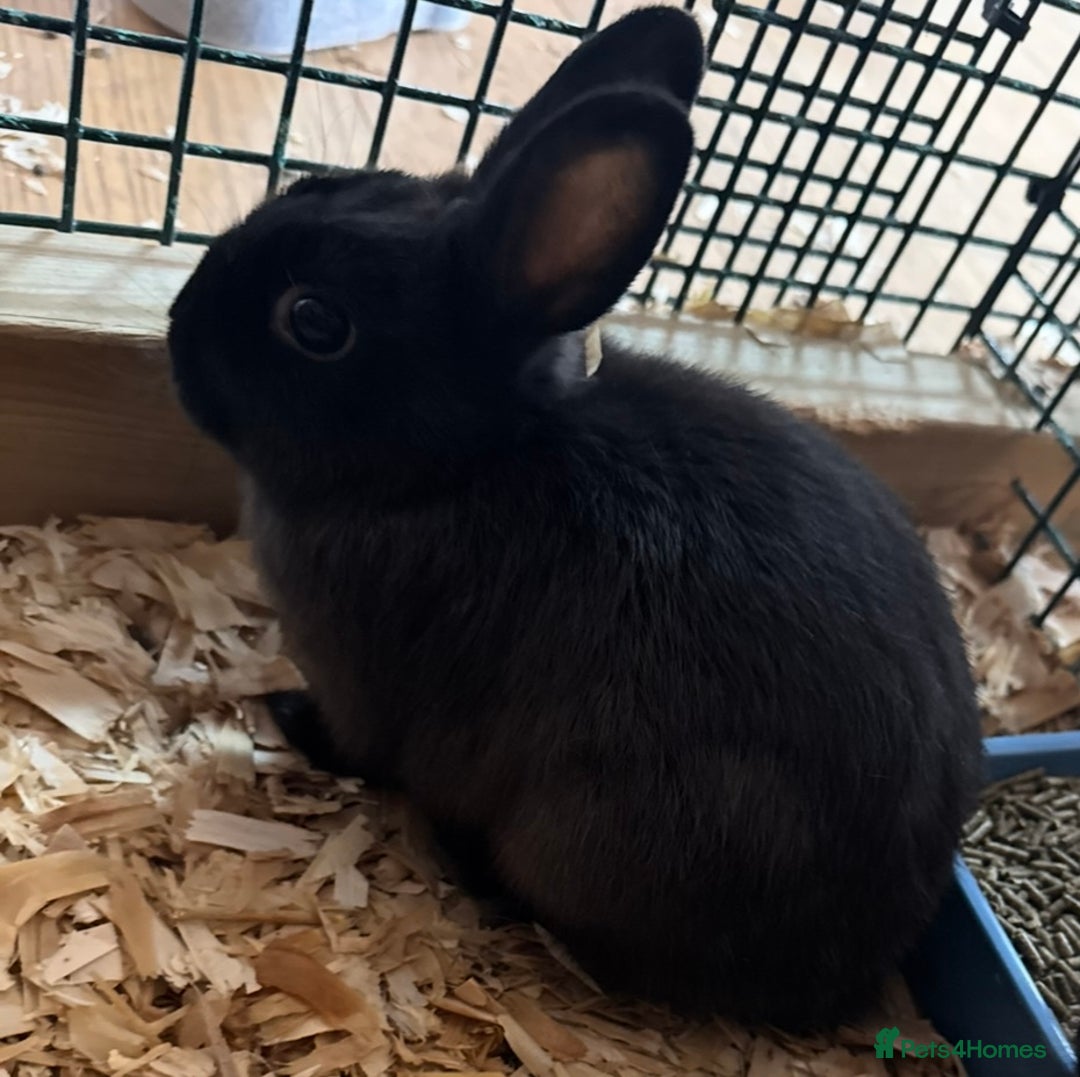 Netherland Dwarf rabbits for sale: Pure Bred Netherlands Dwarf Bunnies  - Image 6
