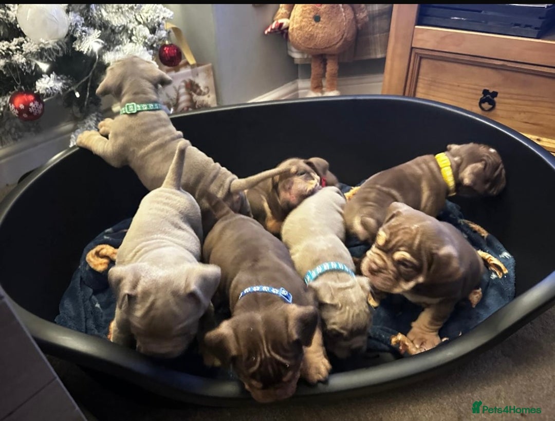 Mixed Breed dogs for sale: Old Tyme And English bulldog puppies - Advert 9